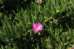 Carpobrotus chilensis