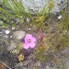 Drosera xerophila