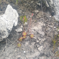 Drosera xerophila