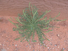 Astragalus praelongus