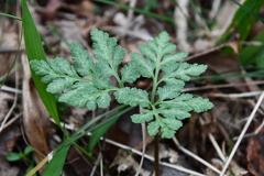 Sceptridium robustum