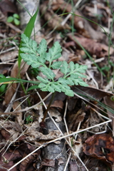 Sceptridium robustum