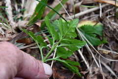 Sceptridium robustum