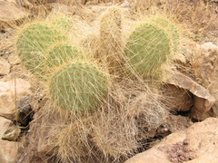 Opuntia trichophora
