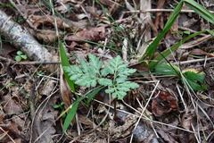 Sceptridium robustum