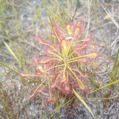 Drosera glabripes