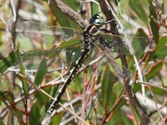 Notoaeschna sagittata