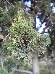 Cupressus sempervirens
