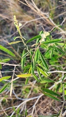 Croton linearis