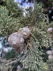 Cupressus sempervirens