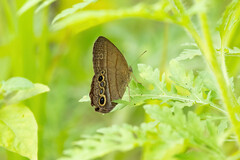 Pharneuptychia innocentia