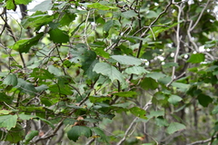 Corylus heterophylla