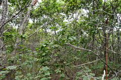 Corylus heterophylla