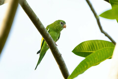 Brotogeris versicolurus