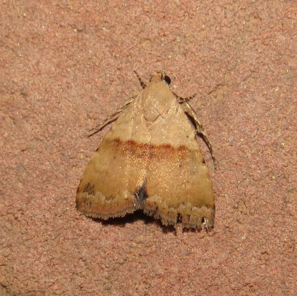Ozarba hemipolia