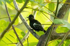 Thamnophilus cryptoleucus