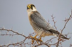 Falco chicquera