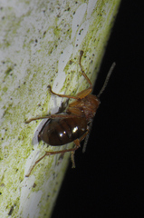Biorhiza pallida