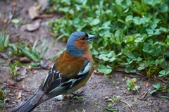 Fringilla coelebs