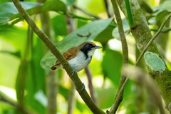 Myrmoborus lugubris