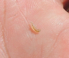 Crangonyx