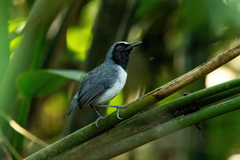 Myrmoborus lugubris
