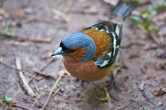 Fringilla coelebs