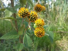 Tilesia baccata