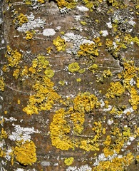 Xanthoria parietina