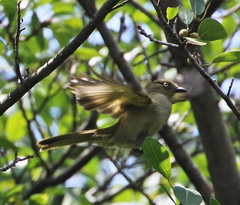 Andropadus importunus