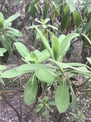 Psiadia anchusifolia