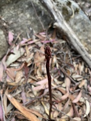 Dipodium