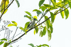 Pachyramphus rufus