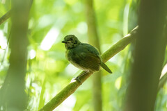 Myrmoborus lugubris