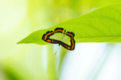 Nymphidium caricae