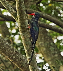 Phoeniculus purpureus