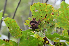 Corylus heterophylla