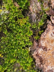 Syntrichia papillosa