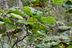 Corylus heterophylla