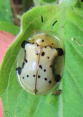 Aspidimorpha nigropunctata