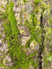 Syntrichia papillosa