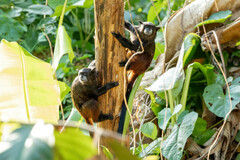Saguinus fuscicollis