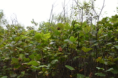 Corylus heterophylla