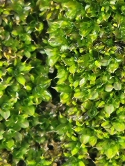 Syntrichia papillosa