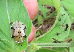 Aspidimorpha nigropunctata