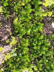 Syntrichia papillosa