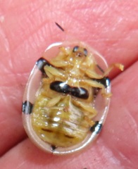 Aspidimorpha nigropunctata