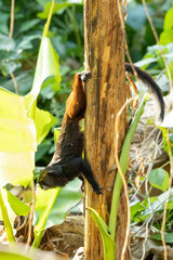 Saguinus fuscicollis