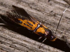 Schiffermuelleria schaefferella