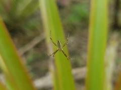 Araneae